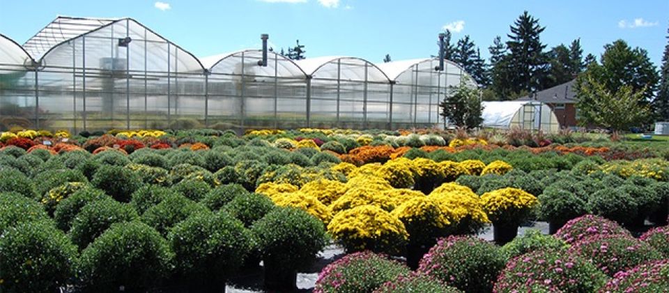 Fall Garden Mums